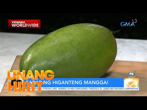 Higanteng mangga sa Nueva Ecija, isang kilo kada piraso?! Unang Hirit