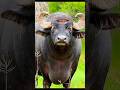 Cow Wala Cartoon Video Song Shortsvideo Shorts