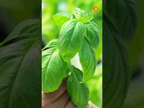 | खेती की पुरानी चुनौतियों के लिए युवा तैयार कर रहे हैं नए समाधान
