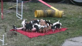 AMERICA'S GOT TALENT - NEW SEASON -  DOG ACT - UNSEEN FOOTAGE