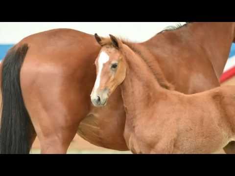 Holsteiner Fohlenauktion 2016 in Elmshorn - Nr. 23 v. Colman - Casall