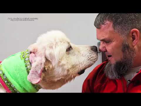 Georgia Sheep Dog Heroically Saves Flock From A Dozen Coyotes