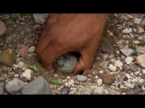 Mystischer Drogen-Kaktus lockt Touristen nach Mexiko