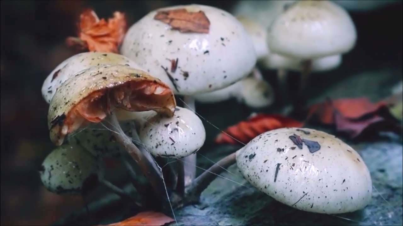 INFORMEDESALUD TV,  semana del 12-17 de Junio, 2023