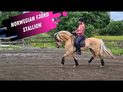 , title : 'Cutest Dressage Stallion EVER!  Watch This AMAZING Norwegian Fjord Dressage Stallion!'