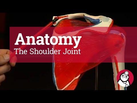 Anatomy: The Shoulder Joint