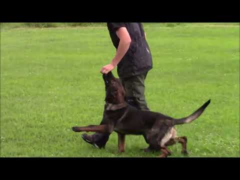 Jasper Garoma Silesia - start of obedience training - 8/2022