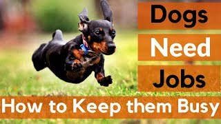 Dogs Need Jobs | 12 Ways to Keep Your Dog Busy