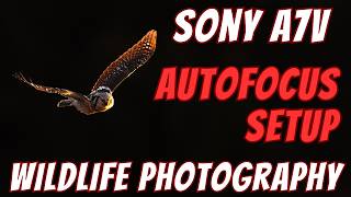 Sony A7V- Bird and Wildlife Photography Autofocus Setup