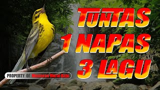 Download lagu Masteran Sambung Susun 1 Nafas 3 Pukulan Incaran Juri #masteransusun #masteransambung #masteranmurai mp3