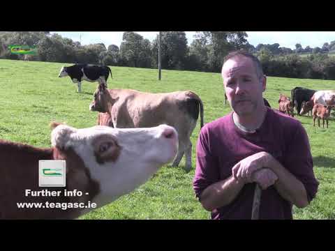 Stephen Morrison drystock Farmer