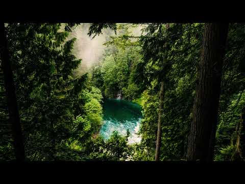 relax next to a river in the congo rainforest - nature sounds