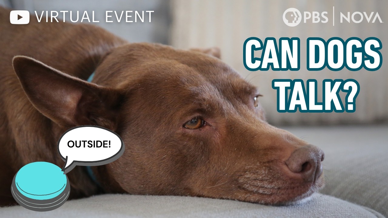 Can Dogs Talk? 🐕 💬  A Deep Dive with Christina Hunger & Federico Rossano | NOVA | PBS