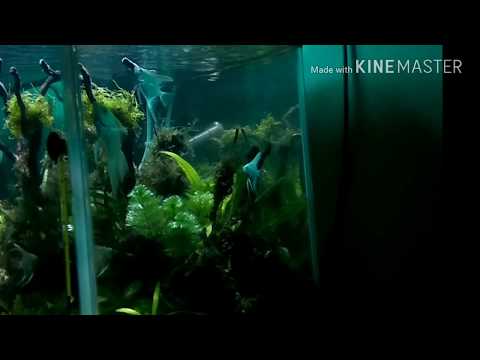 aquascaping aquarium