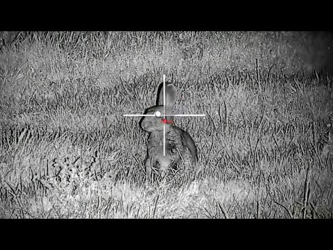 RABBIT HUNTING with the DNT THERMNIGHT and 17HMR