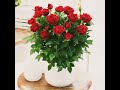 Rose Gardening 6 Royal Dutch Roses At Home Amazing Offer