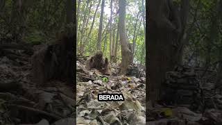 Download lagu jungle ghosts are hiding. ##shorts #viral #fyp #shortvideo #tnidihatirakyat #tnidihatirakyat #tniad mp3 Download lagu jungle ghosts are hiding. ##shorts #viral #fyp #shortvideo #tnidihatirakyat #tnidihatirakyat #tniad mp3