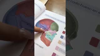 ¿Sabías que el cráneo humano tiene 22 huesos? 💀