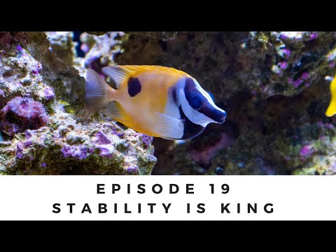 150g Reef Tank: Ep 19 -  Stability is King