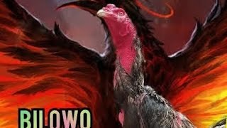 Download lagu Jagal, Pembunuh Cepat dengan Katuranggan Langka👍👍👍🙏 mp3