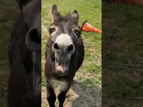 Donkey funny sound.|What do you think he said?😆 #funny #sound #viral #india #animalsounds #donkey