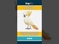 cockatoo - a large parrot with a fancy... video thumbnail