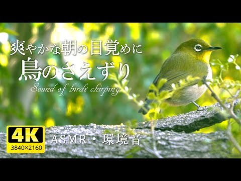 都会のジャングルでリラックス