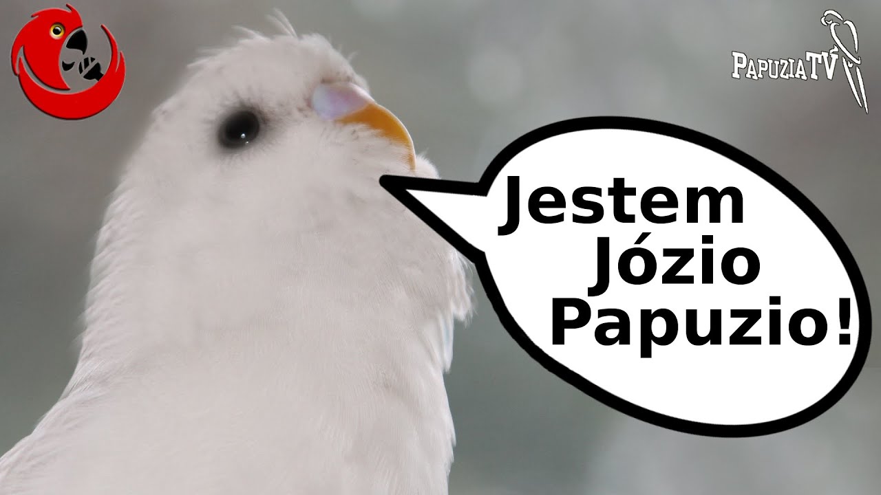 "Jestem Józio Papuzio, ale czasem do rymu lepiej brzmi Józia"