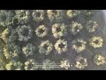 video -oAoAT_juFw