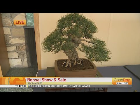 Bonsai Show and Sale