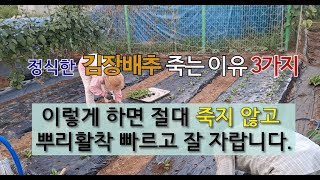 정식한 김장 배추 죽는 이유 3가지 이렇게 하면 절대 죽지 않고 뿌리 활착 빠르고 잘 자랍니다. #배추 죽는…