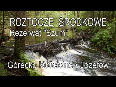 🇵🇱 ROZTOCZE ŚRODKOWE » rezerwat "Szum" • Górecko Kościelne • Józefów
