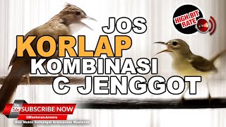 Download lagu #1 🔴ISTIMEWA Beset dan Necret Jadi Satu Tembakan Tajam Cucak Jenggot VS Kolibri Kelapa❗️ mp3 Download lagu #1 🔴ISTIMEWA Beset dan Necret Jadi Satu Tembakan Tajam Cucak Jenggot VS Kolibri Kelapa❗️ mp3