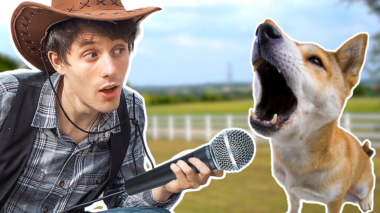 Kurt hugo. Собаки Курт рация. Singing Dog pic.