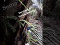 Terciduk Di Semak Semak