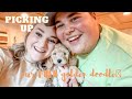 PICKING UP OUR MINI GOLDENDOODLE KIRBY LOU ️