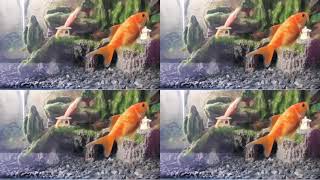 JESSI (제시)-Excessive Love (살찐 사랑) VS I Love My Pet