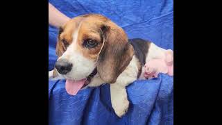Video preview image #1 Beagle Puppy For Sale in Cuba, NY, USA