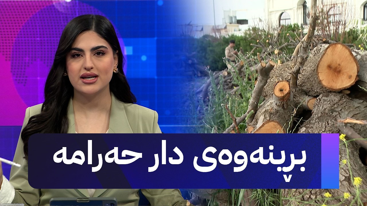 ڤیدیۆ | بڕینەوەی دار حەرامە