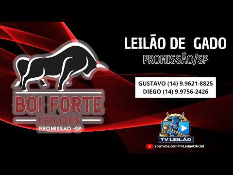 17/08/2026 - BOI FORTE LEILÕES AO VIVO em PROMISSÃO/SP | LEILÃO DE GADO