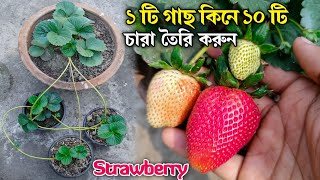 Download lagu স্ট্রবেরি চাষ পদ্ধতি - পরিচর্যা | Strawberry Gas Lagano | How to Grow Strawberry mp3 Download lagu স্ট্রবেরি চাষ পদ্ধতি - পরিচর্যা | Strawberry Gas Lagano | How to Grow Strawberry mp3