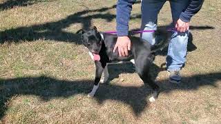Video preview image #1 Basenji-Boxer Mix Puppy For Sale in Bandera, TX, USA
