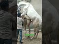 Horse Mating Horsemating