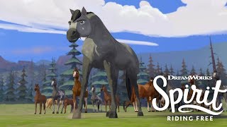 Meet the Herd | SPIRIT RIDING FREE