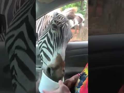 Un zèbre hilarant vole de la nourriture !