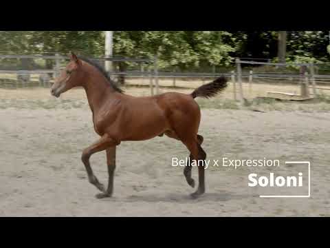 Soloni ( Bellany x Expression )