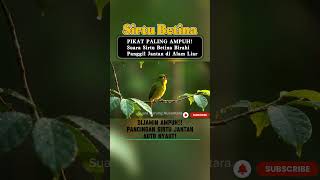 Download lagu SUARA PIKAT PALING AMPUH! Suara Sirtu Betina Birahi Gacor Panggil Jantan di Alam Liar - Common Iora mp3