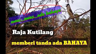 Download lagu Pikat Kutilang GACOR memberi tanda ada BAHAYA mp3
