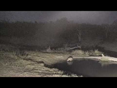Djuma: Two Hyenas come for a drink - 18:16 - 08/02/18