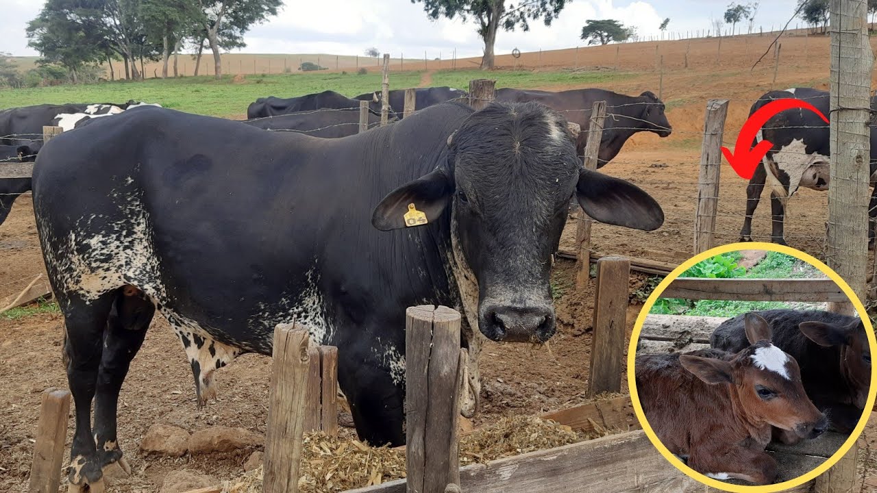 Veja a qualidade do nosso boi girolando || Alimentação || Valor || Filhas e muito mais.